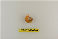 藏品(綠色細螯寄居蟹)的圖片